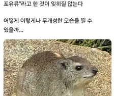 가장 평범하게 생긴 걸로 유명한 동물.jpg