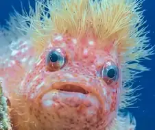 베네수엘라서 발견된 신종 트럼프 물고기.jpg