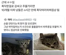 길고양이 입양했는데 경계를 안품.jpg