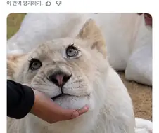 해외에서 화제인 한국 동물원