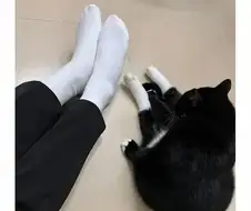 집사랑 양말 비교하는 고영이