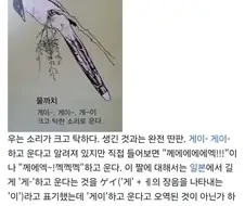 의외로 게이-게이 하고 우는 까치