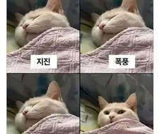 고양이가 반응하는 것