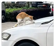 차 빼고 싶은데요...