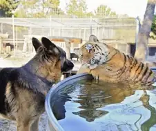 ㅇㅎ)호랑이 아가씨와 강아지 경호원 만화.manhwa