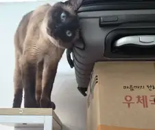 고양이가 계속 천장을 보고 있어요...혹시 귀신보는?!?!