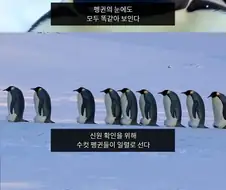 펭귄들의 자식 구별법