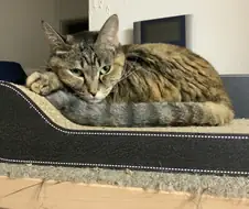 지가 엄청 이쁜줄 아는 뚱냥이