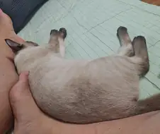 고양이 : 집사야 나도 집사 족발 좋은 것 안다~~