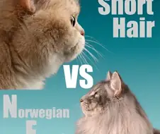브숏 VS 놀숲 고양이 비교...