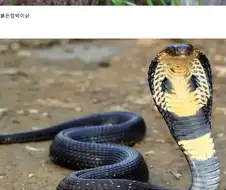 다양한 동물이 서식하는 걸로 유명한 나라