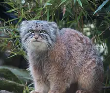 지구상에서 가장 오래된 고양이.jpg