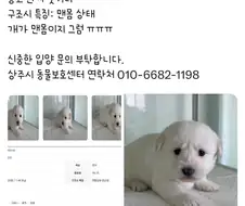 맨몸 상태로 발견된 화제의 강아지.jpg