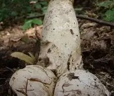 우람한 송이 버섯!!
