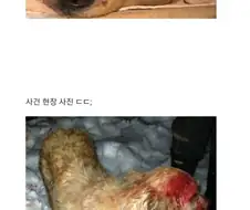 사람들이 골든 레트리버에 대해 착각하는 거 한가지