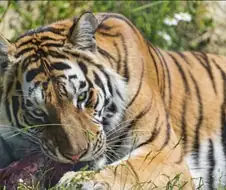 인류는 생태계의 신이며 모든 종의 정점이다