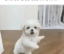 춤추는 댕댕이