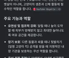 사람들이 잘 모르는 고양이 원시 주머니