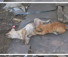 고까시.jpg