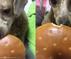강아지의 하찮은 한입만.jpg