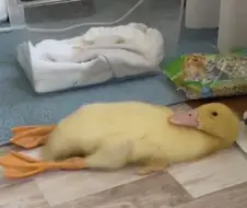 정자세로 누은 오리