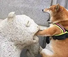 시바견 엄살 레전드