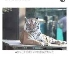 ???"왜 산에 곰만푸냐 아예 산에 호랑이도 풀지 그러냐?"