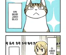 무척 영리한 고양이.jpg