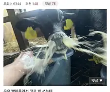 소는 온순한 동물이라며