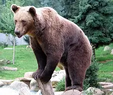 죠죠) "곰이다! 죽은척하세요!!