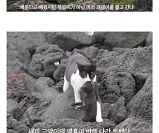 육아를 잘못배운 고양이