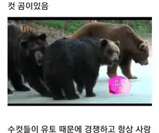 누군가에게 계속 공격받는 암컷 곰.jpg