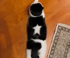 죠스타 가문의 고양이⭐