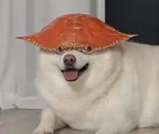 그게 아닌 개