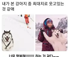 기안84 만화에서 튀어나온 댕댕이