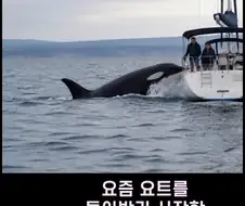 범고래가 사람을 공격하는 사례가 부쩍 늘어난 이유