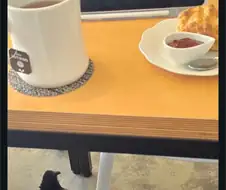 ... 개 도둑 맞았나 ?
