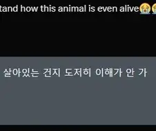 원피스]어느 독자가 이해 안간다는거