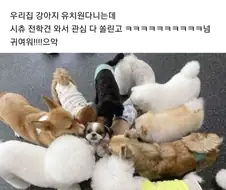 소심한 강아지를 유치원 보낸 결과