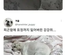 추석날 애완동물들이 겪게 될 운명