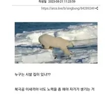 ? : ＇북극곰의 집이 사라집니다.＇ 이말 이상함