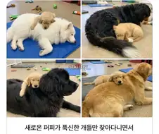 푹신한 아저씨가 좋은 갱얼쥐