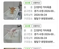 고?양이 신품종