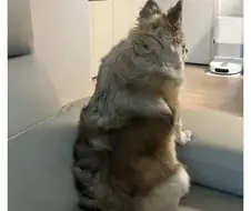 치와왕