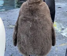 털갈이 하기 전의 어린 펭귄