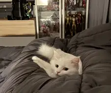 우리집 고양이 특
