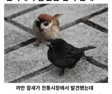 한국에서 발견된 암흑 참새
