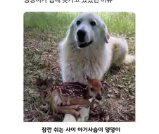 댕댕이가 집에 못가고 있었던 이유.