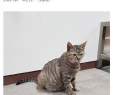직원 근태관리하는 관리직 고양이.jpg