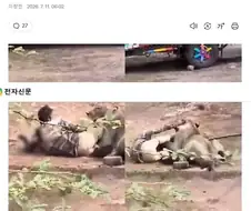 사자에게 물려가도 잘 쓰다듬으면 살 수도 있다